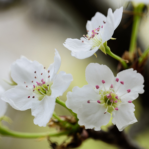 小日本男女操逼
